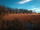 031228_grasses_-_fahnestock