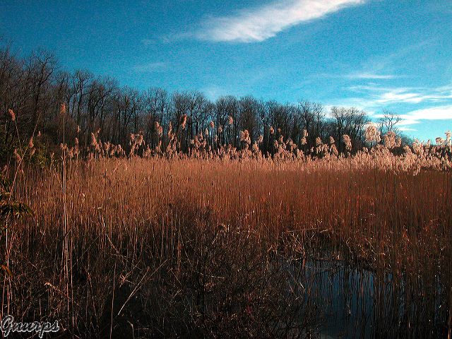 031228_grasses_-_fahnestock.jpg